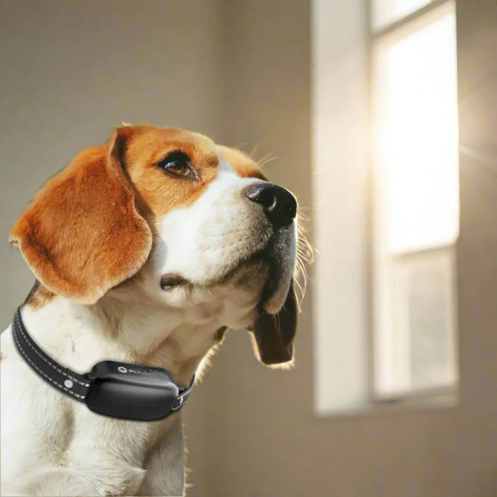 Collar de Entrenamiento Eléctrico para Perros con Control Remoto y Múltiples Modos de Entrenamiento